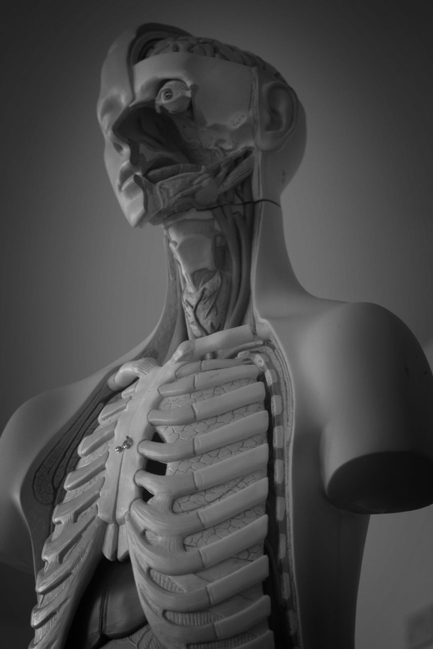 detailed anatomical model for educational use