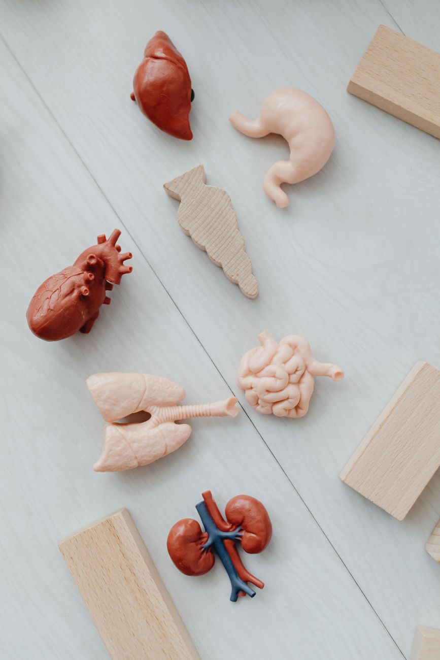Human Endocrine System for NEET: Feedback Loops, Disorders, and 15 Key MCQs